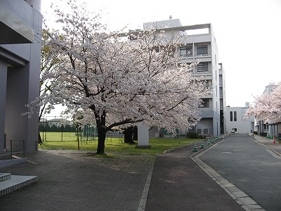 サクラサク第1号