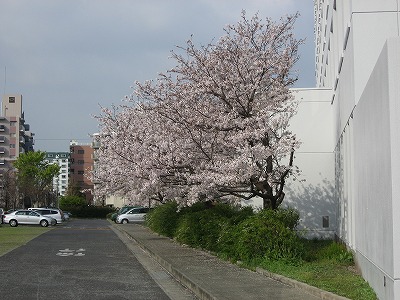 ツマガリザクラ