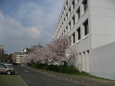 ツマガリザクラ