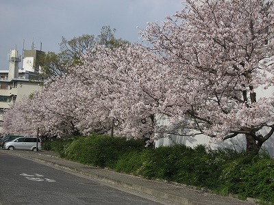 ツマガリザクラ(アップ)