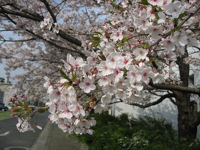 ツマガリザクラ(ドアップ)