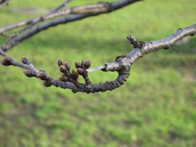 ̂ڂ2009/3/5